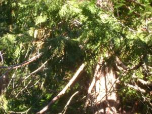 Rooted deep, crowned high